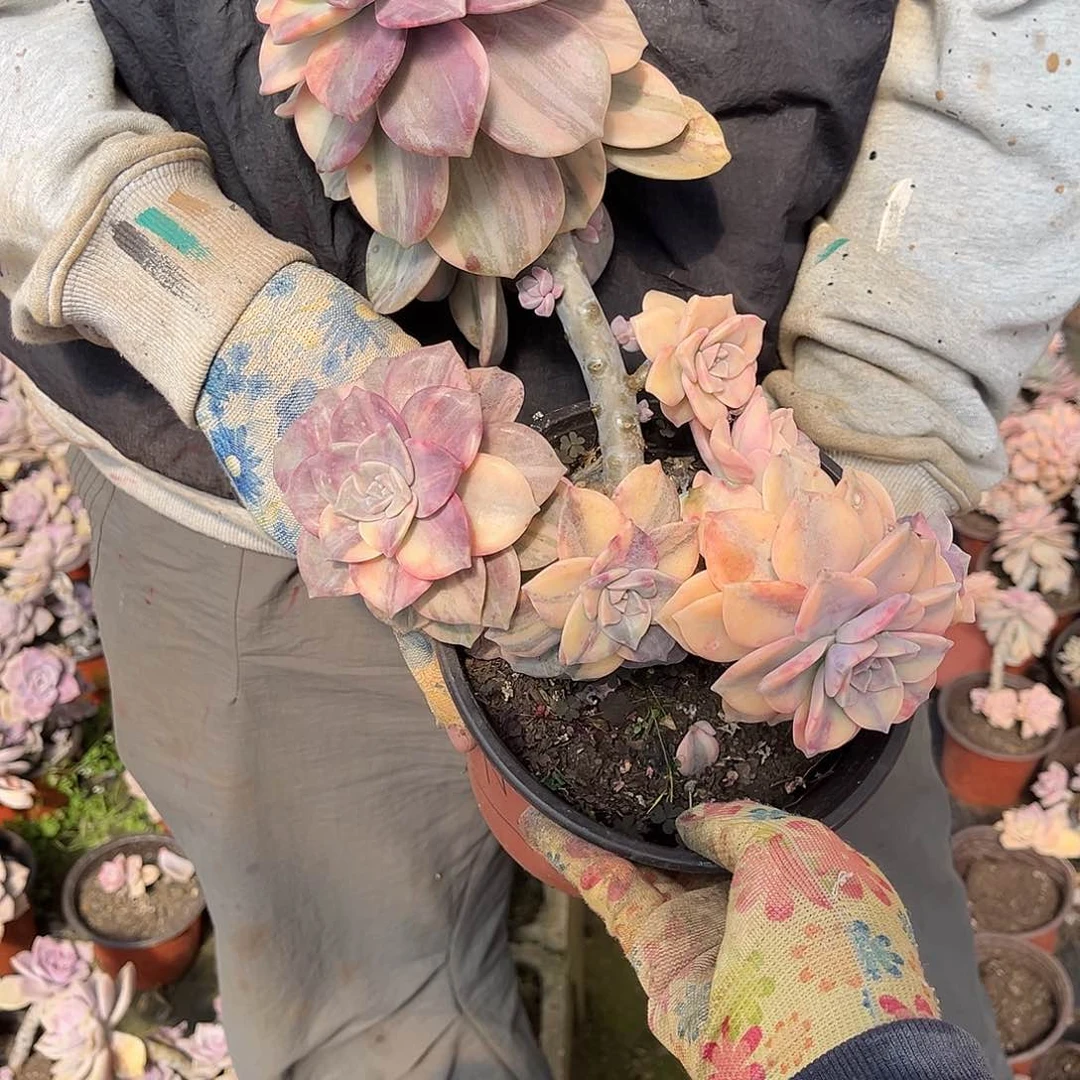 夜**火多肉植物紫乐景z7