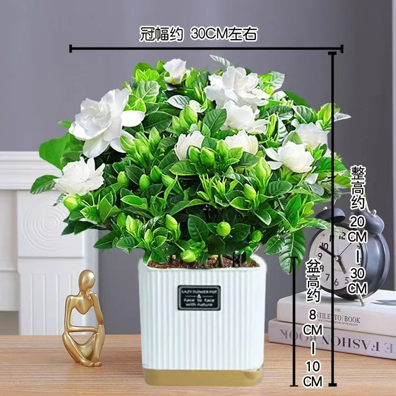 【栀子花】盆栽花卉植物带花苞内外阳台绿植浓香型四季好养美化