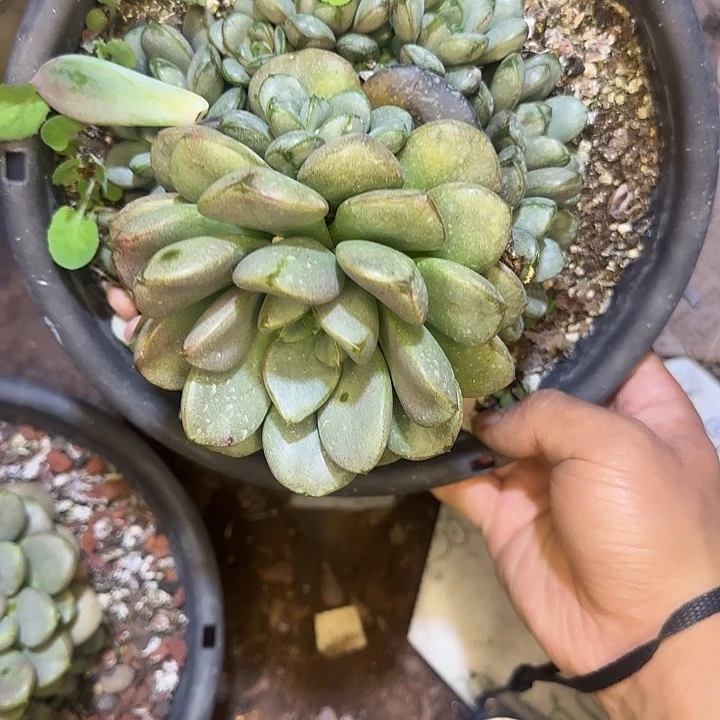 多肉植物一物一拍葡萄366