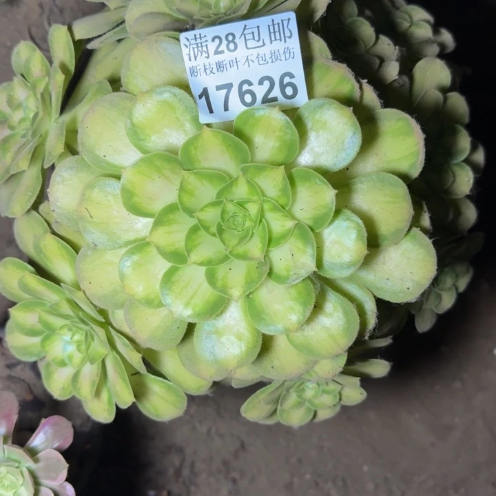 17626韶华多肉植物