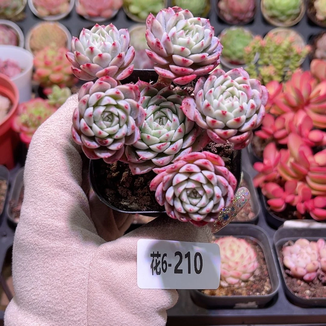 花利美6-210新品