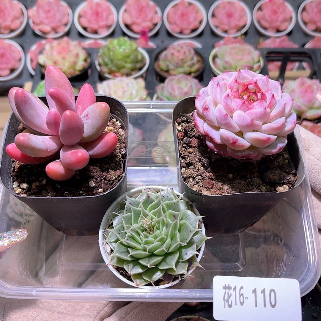 花利美16-110框拍3颗