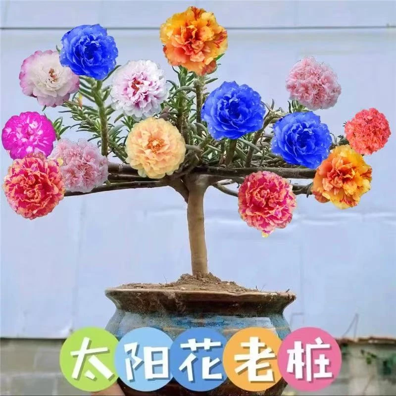 (一颗多色)重瓣太阳花老桩庭院阳台种植四季开花好养活