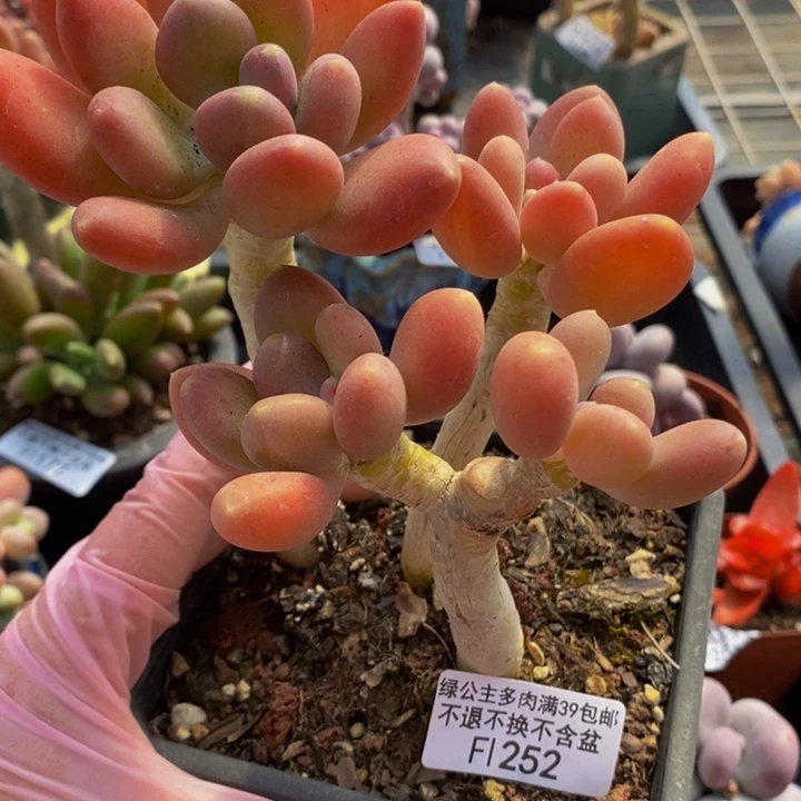 金蝉老桩252多肉植物