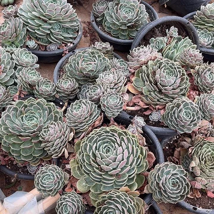 昂斯诺2颗12.88多肉植物