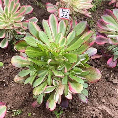 小*哥花蝴蝶捧花法师56
