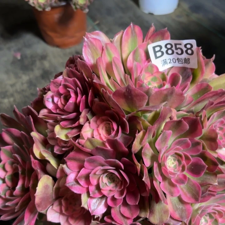 瑞妈一物一拍858