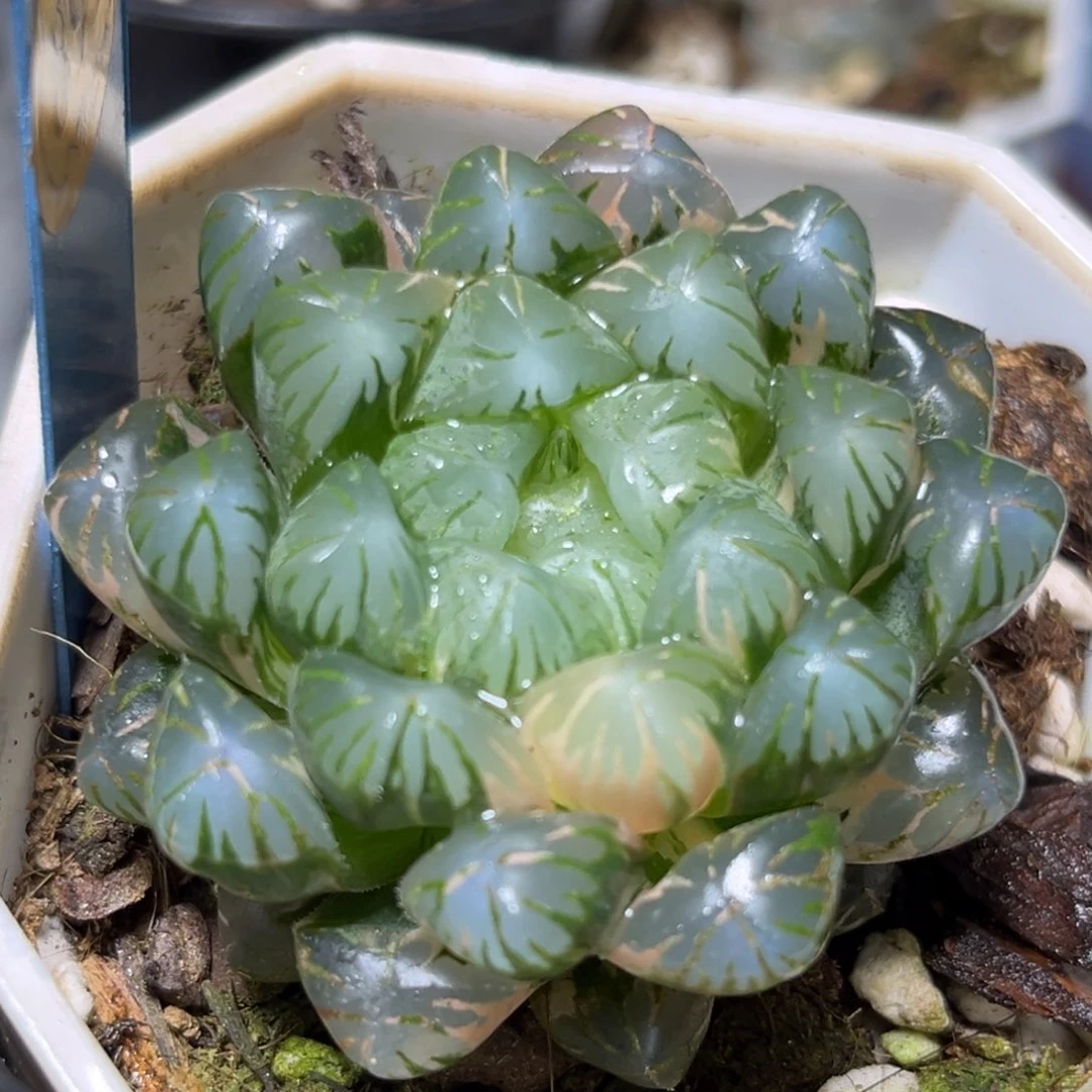 恭喜发财大吉大利899