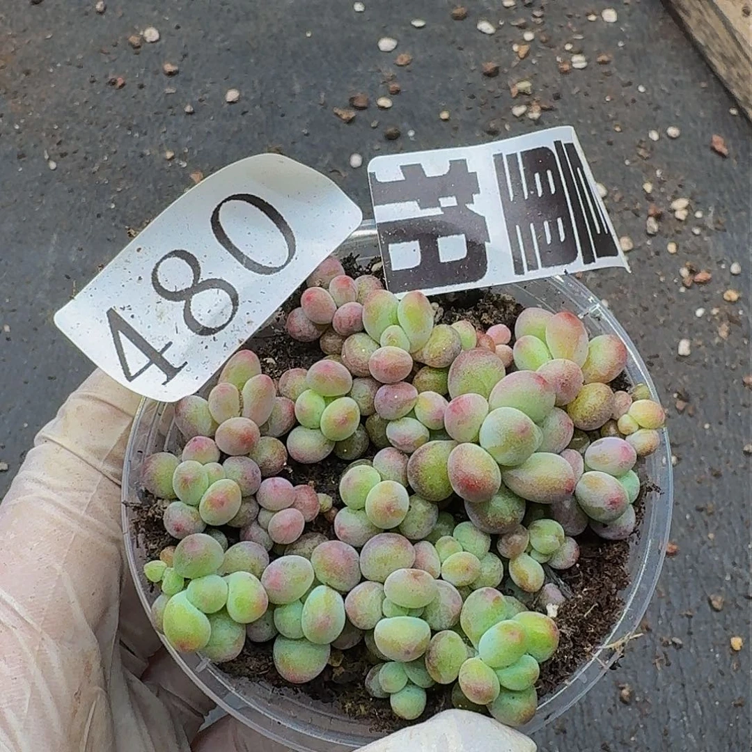 多肉植物多肉植物480量拍