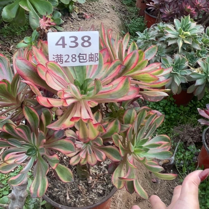 438巫毒拉丝火风三号棚