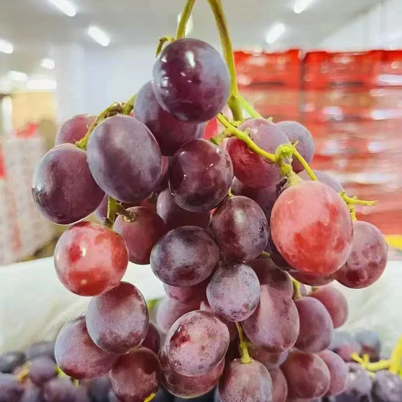 【果然好】澳洲进口红提甜蜜庆典无籽红提爆甜脆甜孕妇宝妈水果包