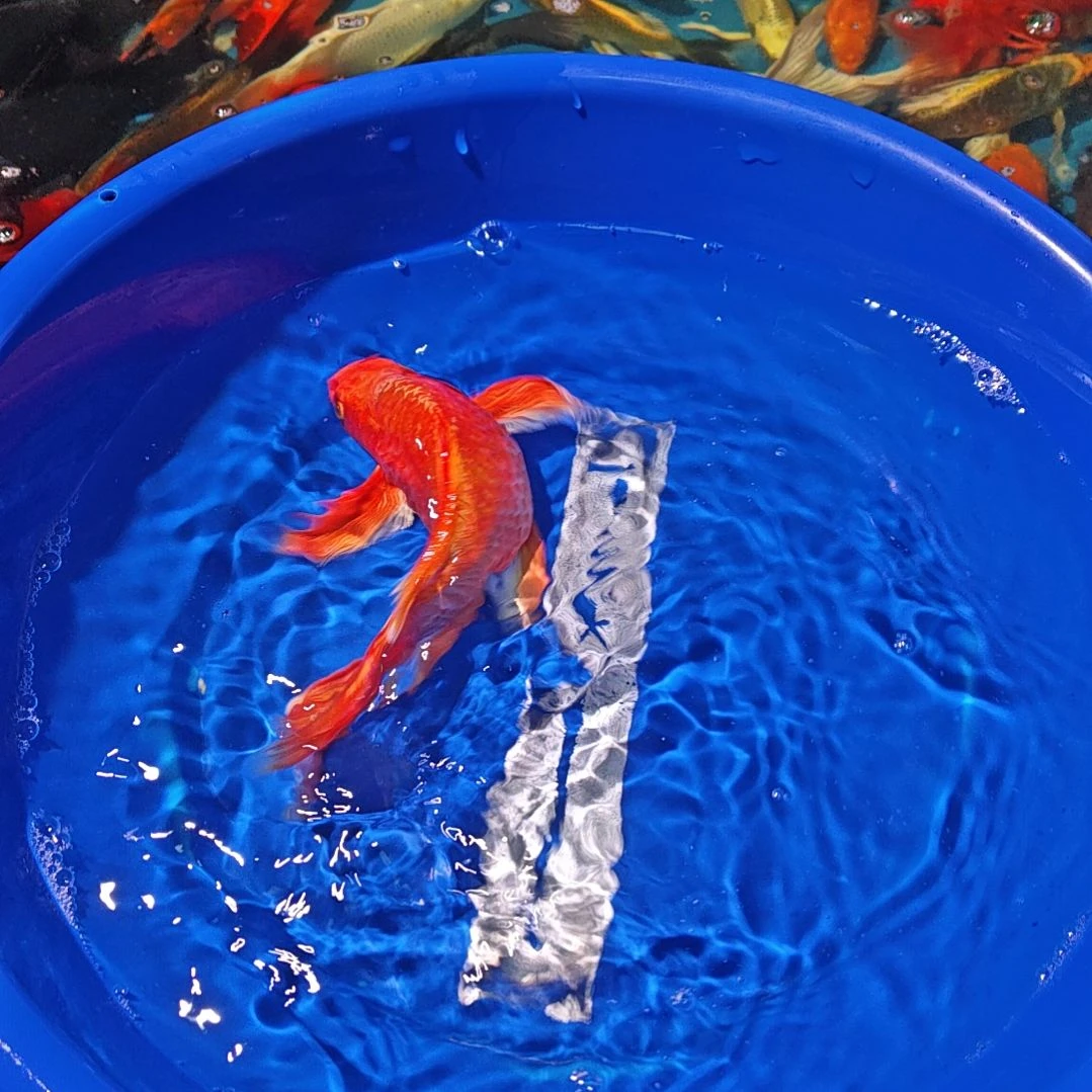 中国大陆冷水观赏鱼蝴蝶鲤