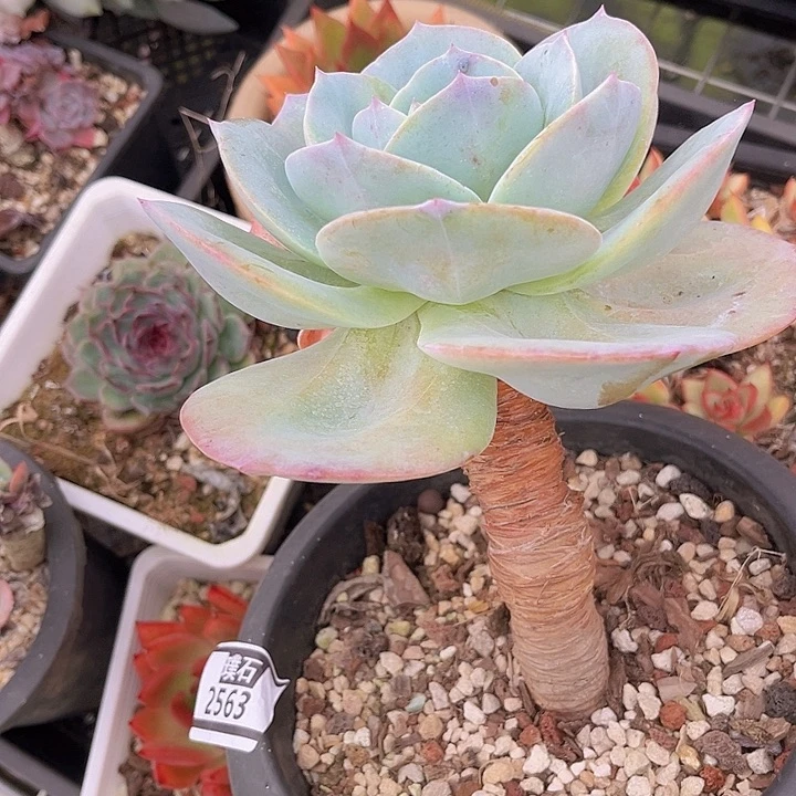 白凤2563多肉植物