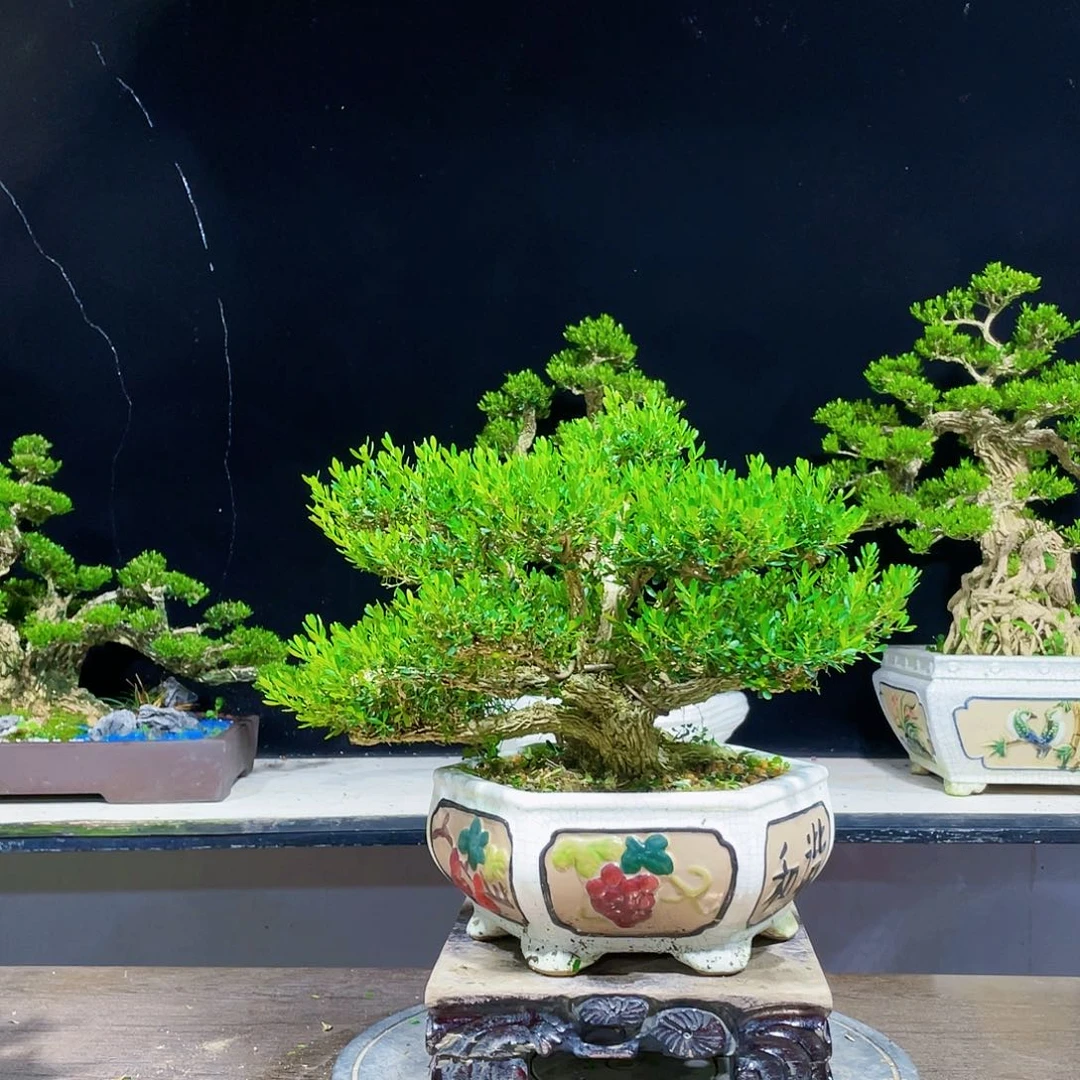 黄杨盆景四季常青