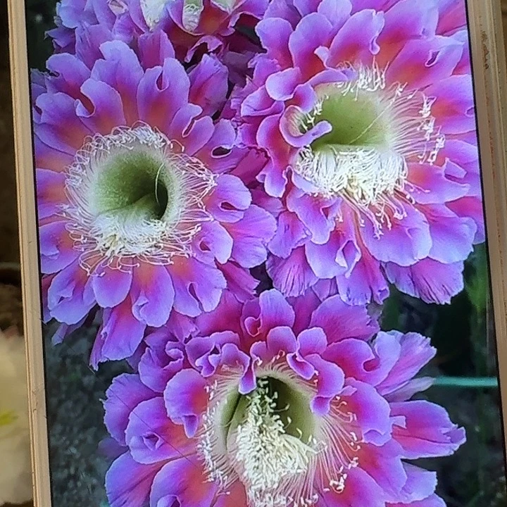 云雨侧芽4公分左右彩草