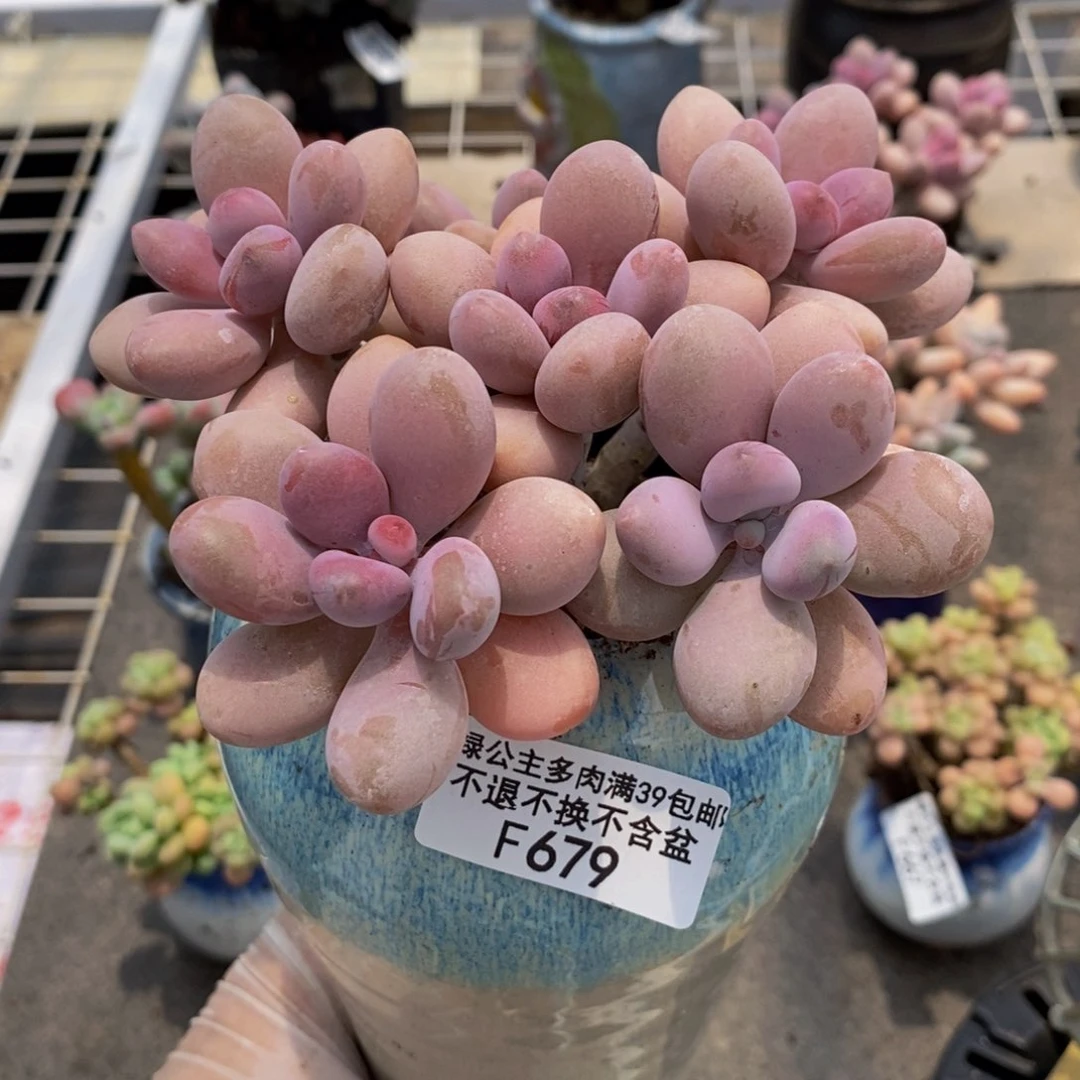 糖果桃蛋679/10cm多肉