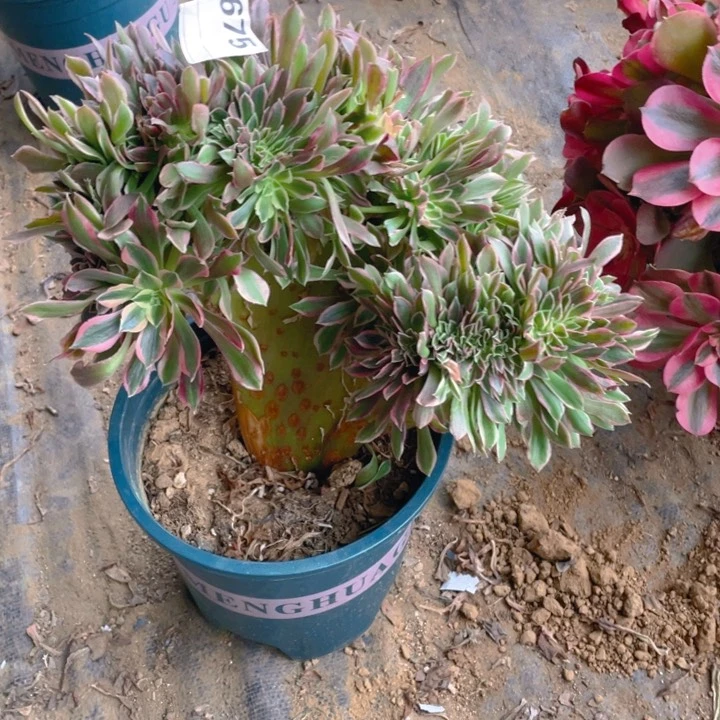 多肉女神缀化675