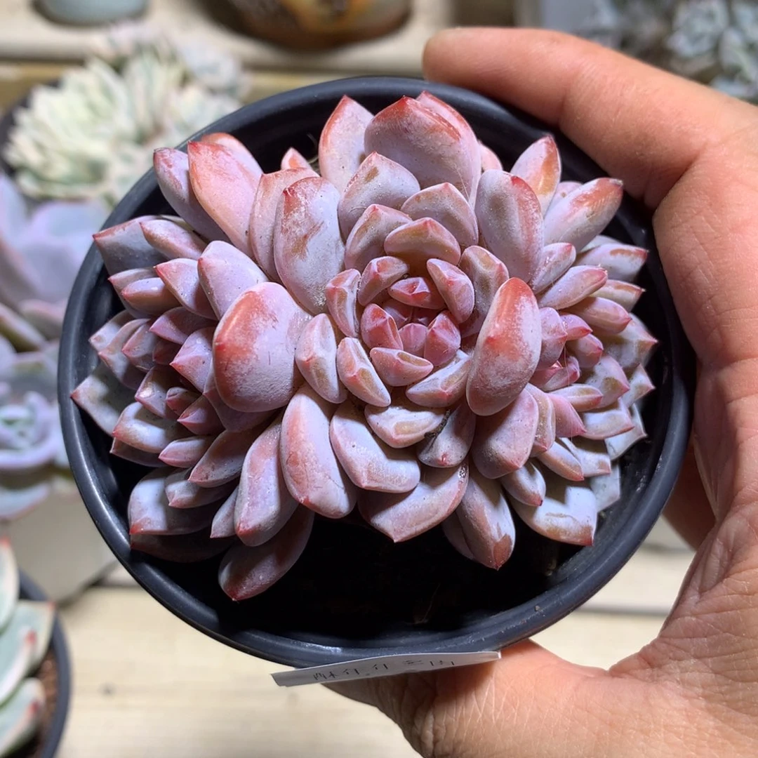 6580星星橙多肉一棵8.5厘米