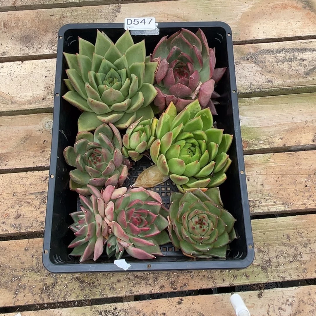 若如东云组拍D547