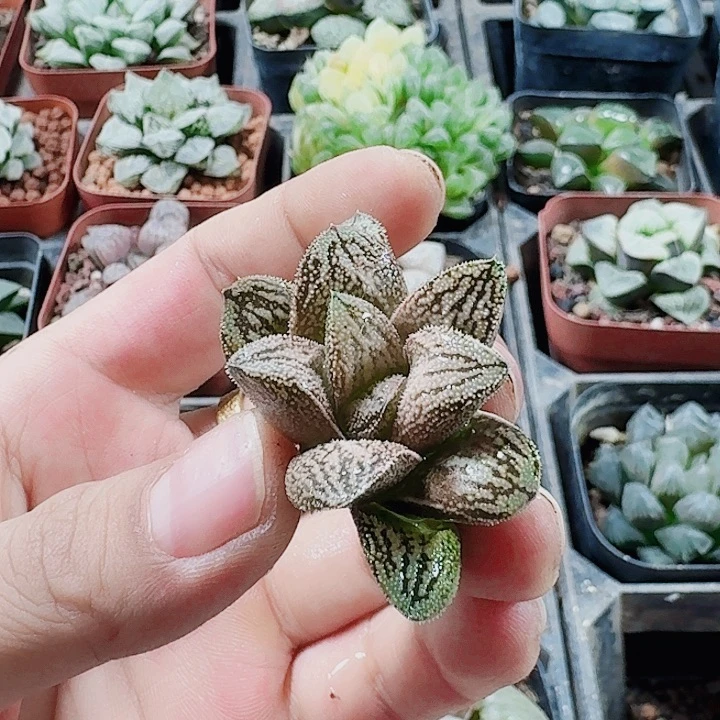 无花朵十二卷 白蛇福利无根