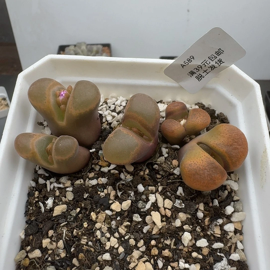 589多肉哈哈哈哈哈哈哈哈