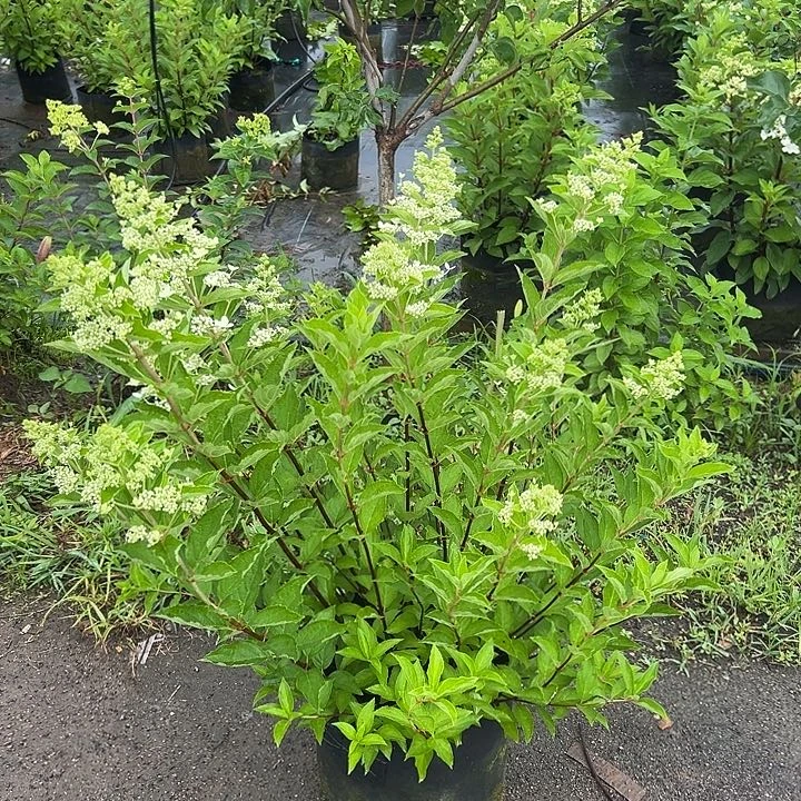 无花朵魔幻月光绣球