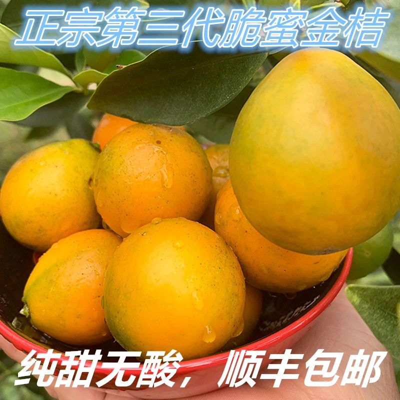 广西脆蜜金桔新鲜无籽纯甜水果脆蜜金柑果园现摘顺丰包邮特大果王