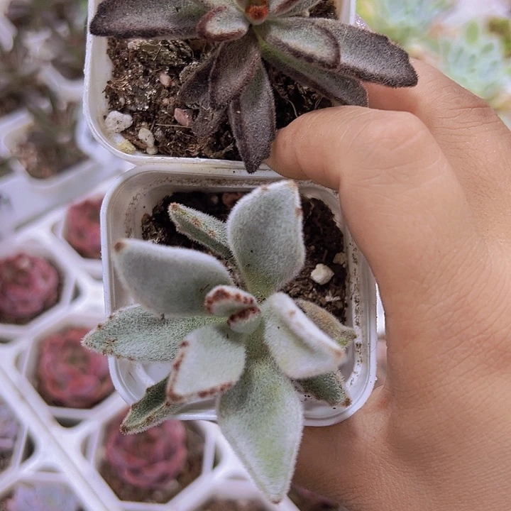 兔子组合2盆19包邮