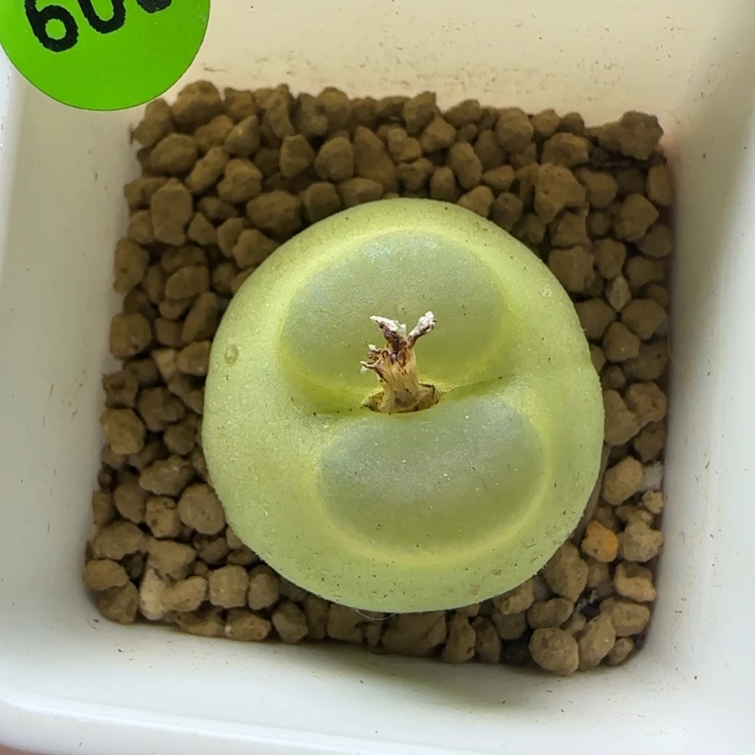拉登2.1+多肉植物600