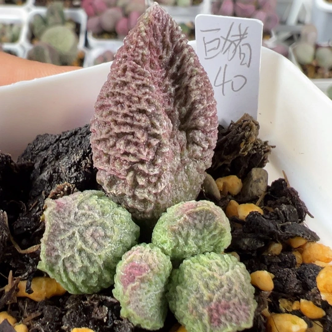 w巨猪宝多肉植物水泡
