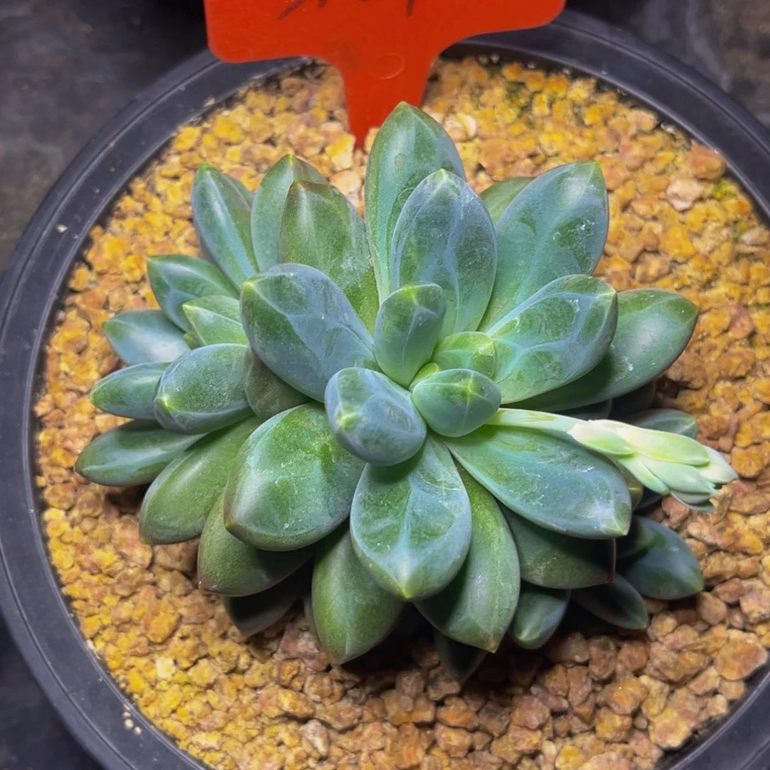 3109号晚上多肉植物群生多肉植物