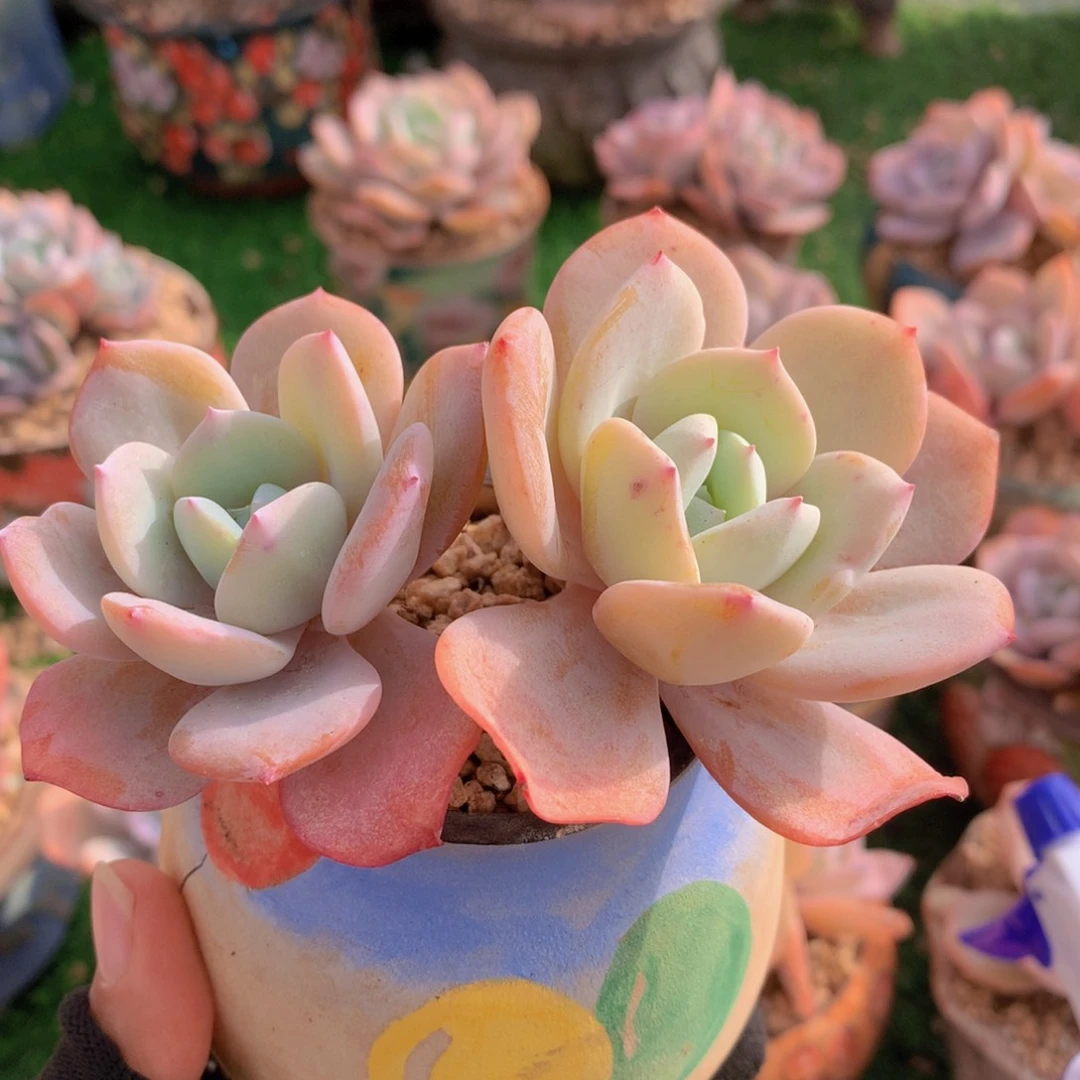 奶茶12 公分一物一拍