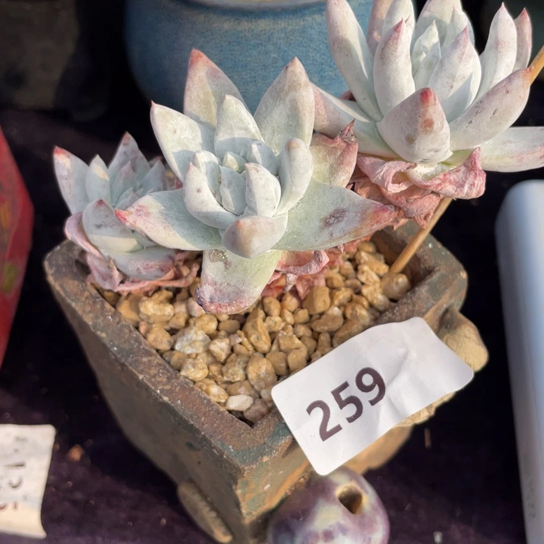 呐*259白姆三头多肉植物老桩