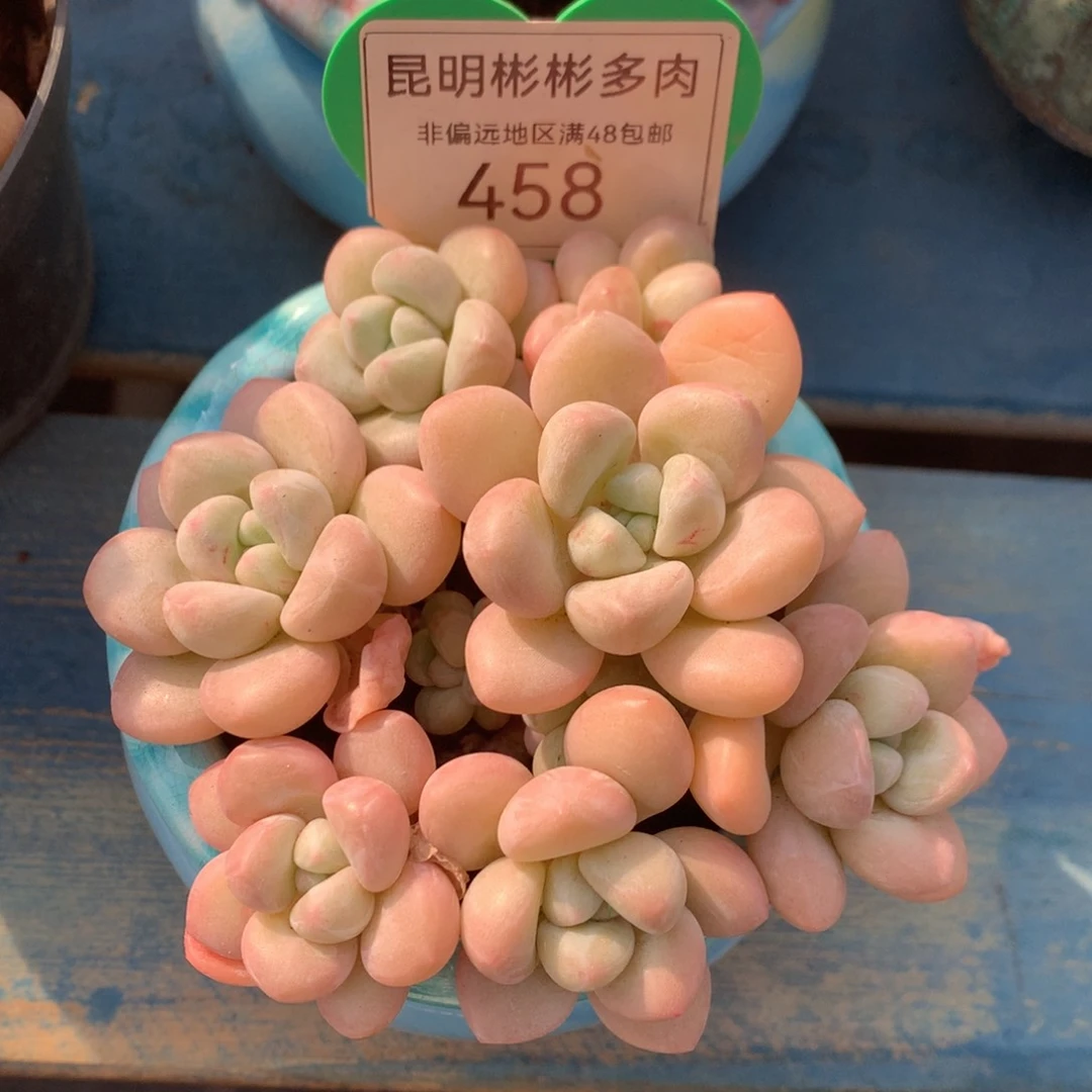 泡泡糖老桩无砍458