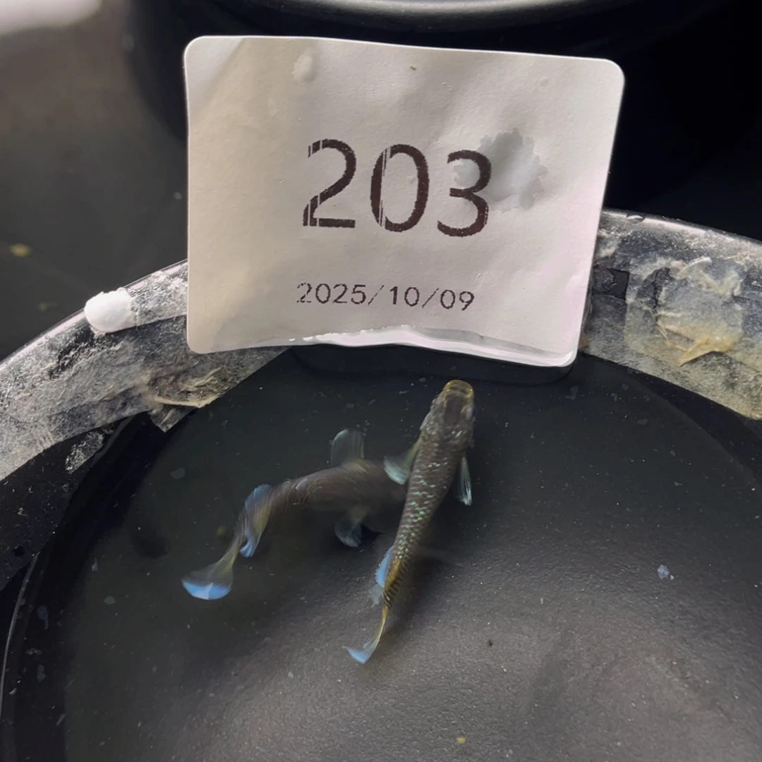 青鳉鱼203奶酪公母一对