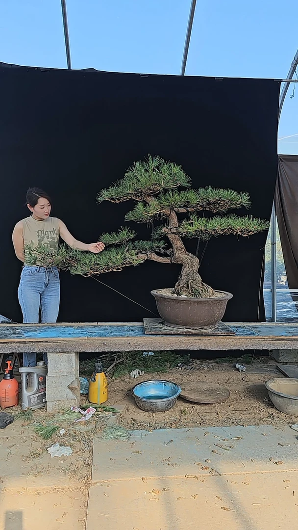 黑松庭院盆景四季常青景观树迎客松黑松盆景