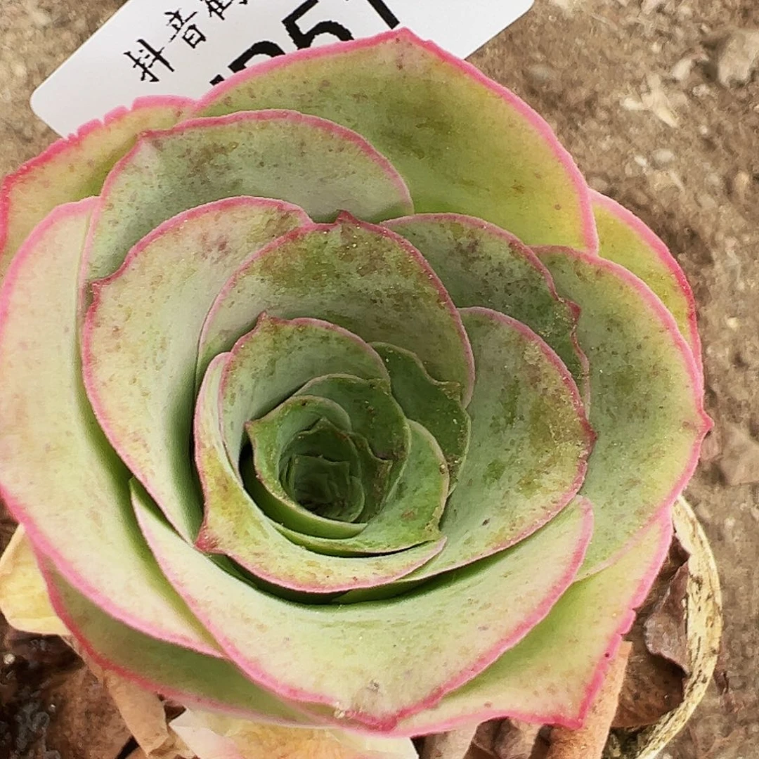 无花朵HR511福利捡漏好东西帕美母本