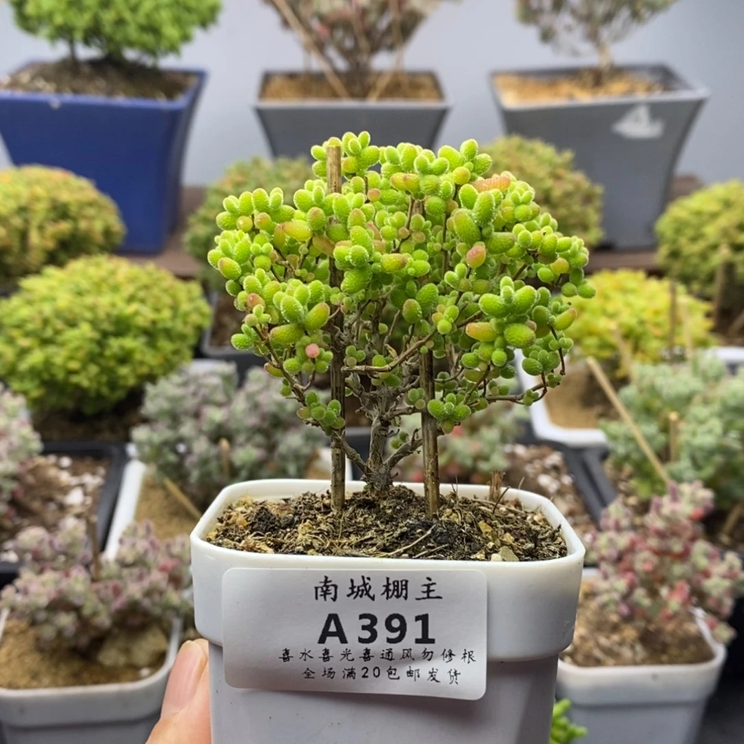 391蜜橘糖球枝干番杏