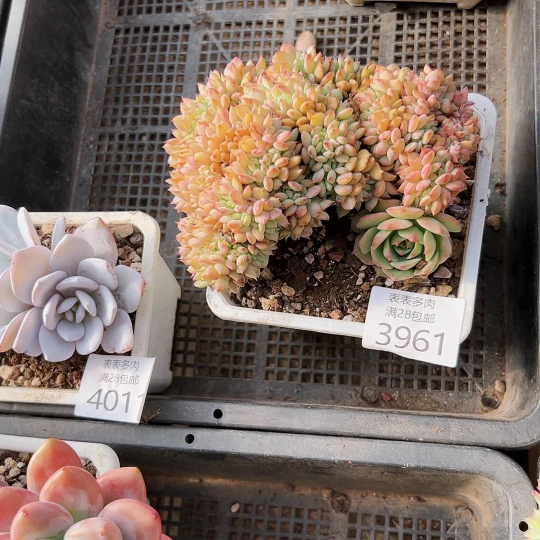 9号C**o我们的确是一3961