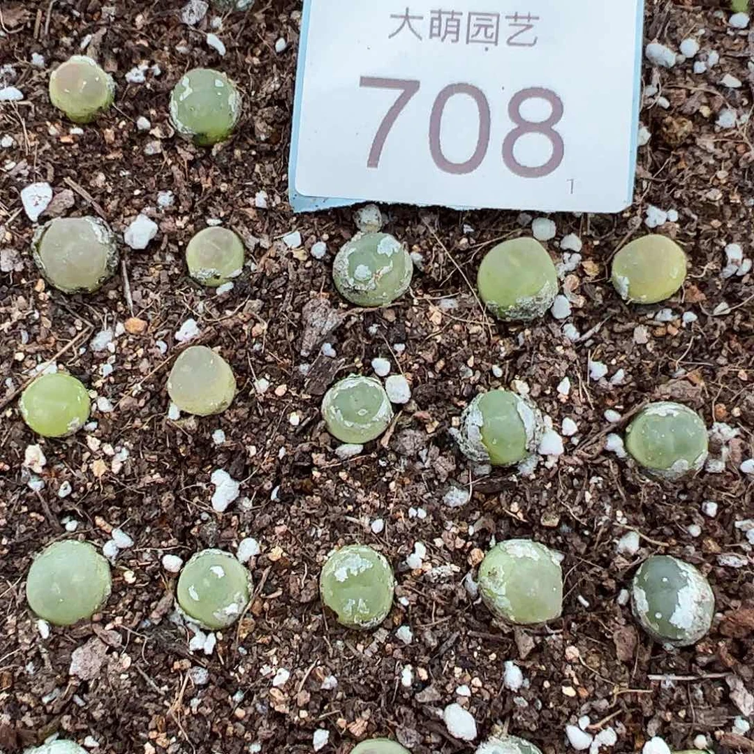 0000708量拍3年拉登1颗尺寸0.8上下默认微瑕