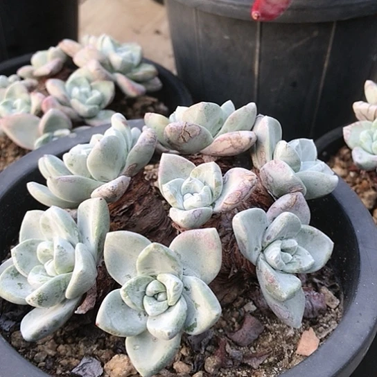 韩货苹果叶仙女棒杯