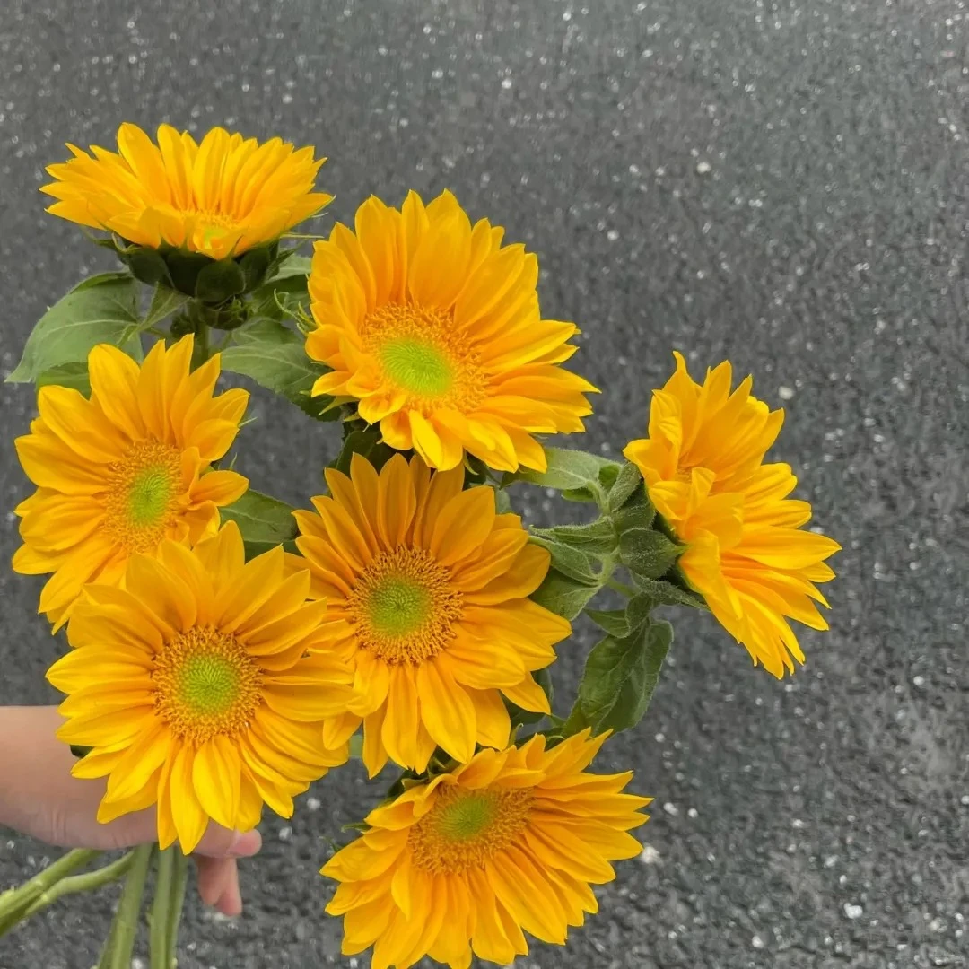 【花涧十顷】绿心向日葵-mini向日葵（注意带包装醒花哦）