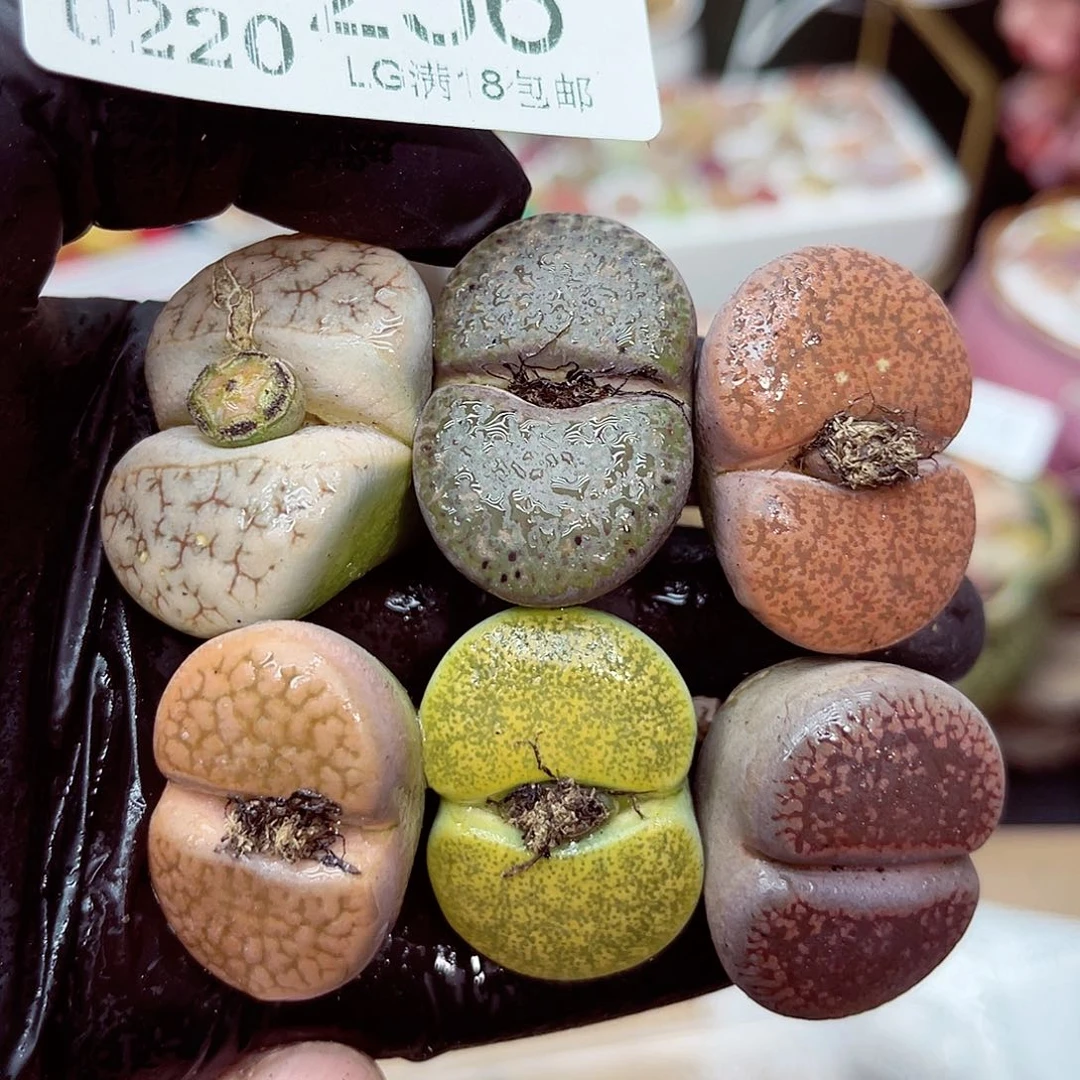 郎哥多肉生石花20-256