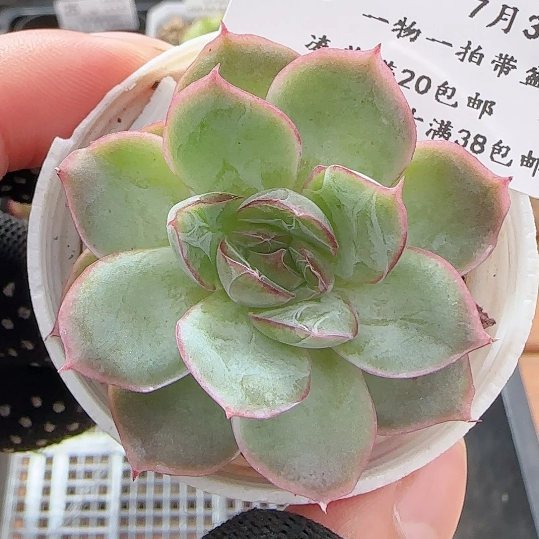 多肉0703-30暗纹边线