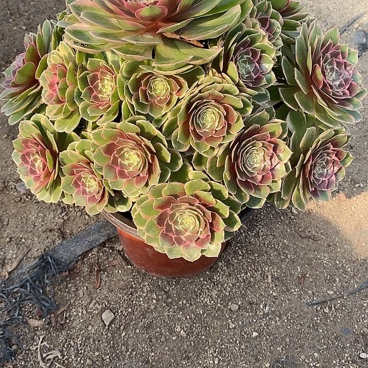 多肉植物粉花妖690多肉