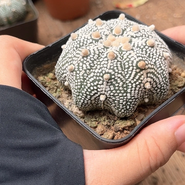 6.5cm奇迹高脚天眼