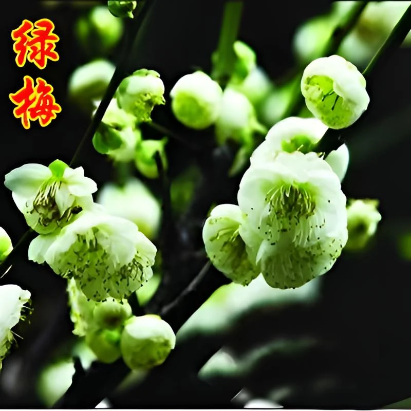 实物绿梅花梅花树桩盆景绿萼梅老桩耐寒盆栽四季花卉容易成活盆栽