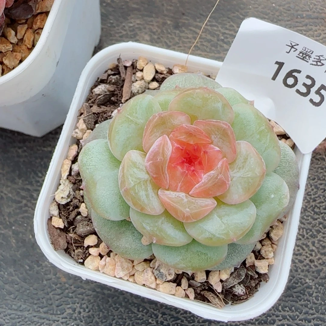 孤品，1635多肉植物
