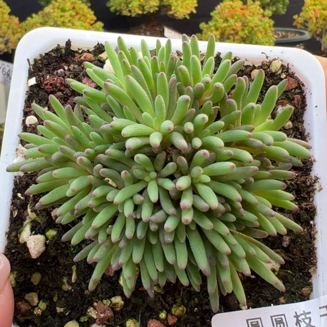 【闪购商品】dy6430晶珊瑚冠幅6cm