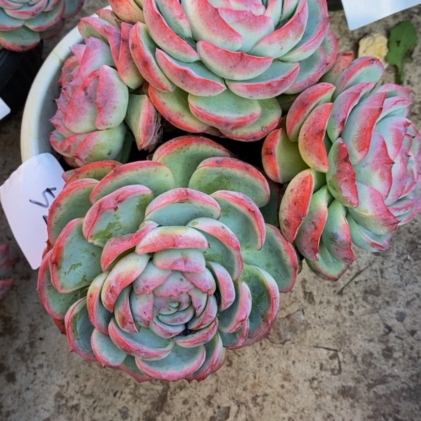 【闪购商品】✨****多肉植物的